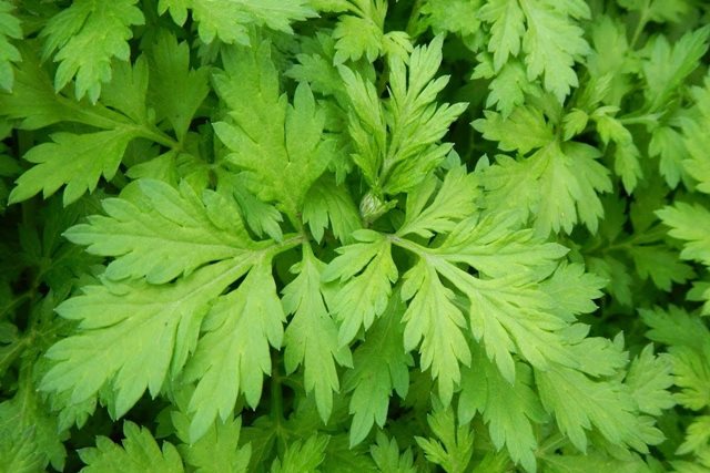 Ngải cứu – vị thuốc quen thuộc giúp giảm đau nhức xương khớp mùa lạnh